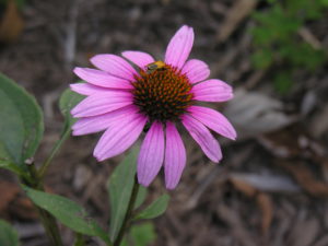 how to welcome pollinators