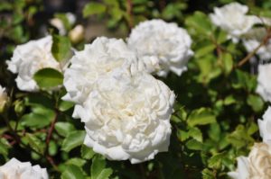 how to welcome pollinators