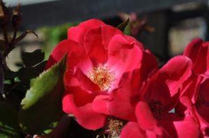 how to welcome pollinators