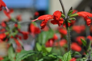 how to welcome pollinators