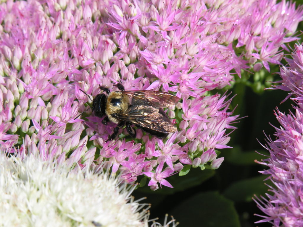 Sedum