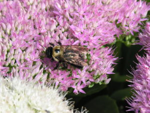 how to welcome pollinators