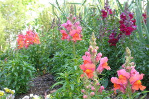 how to welcome pollinators