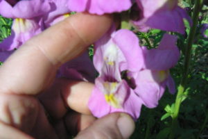 how to welcome pollinators