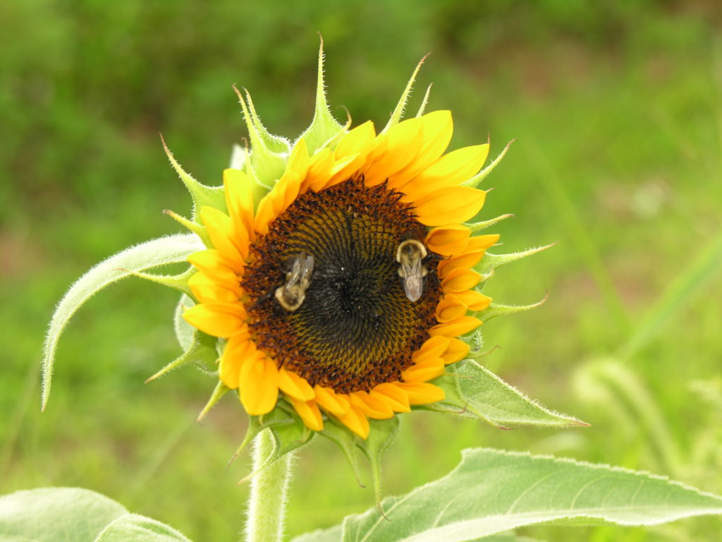 Sunflower