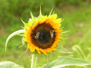 how to welcome pollinators