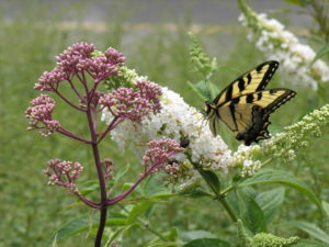 how to welcome pollinators