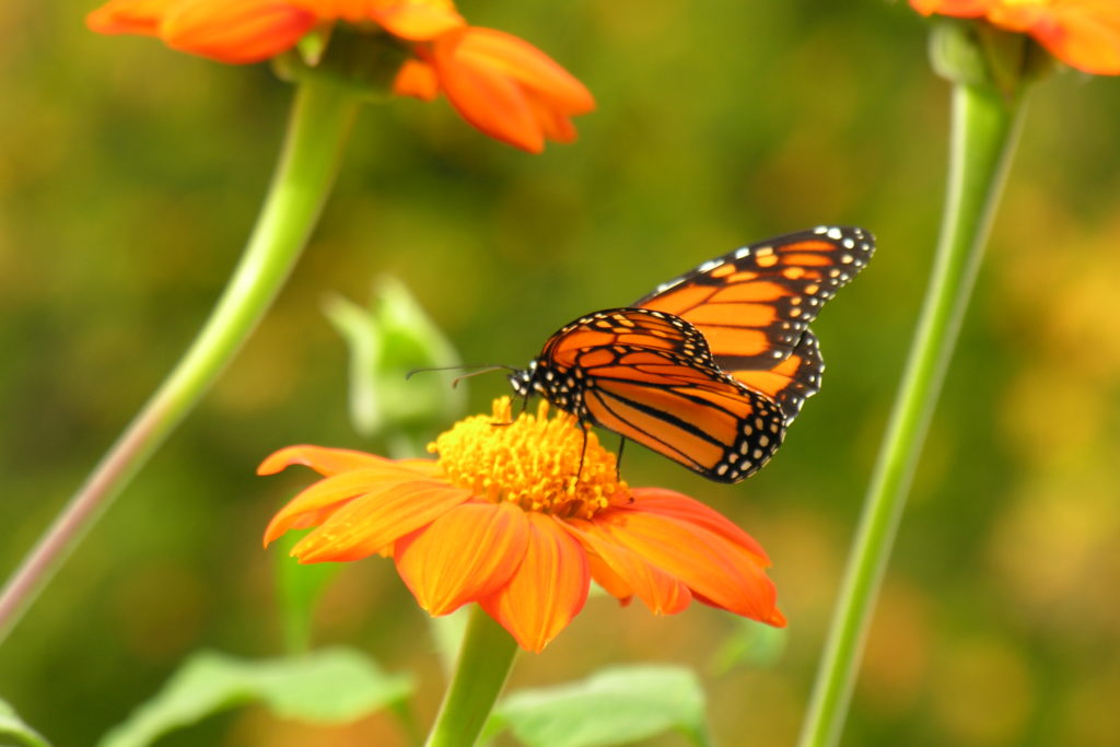 Tithonia