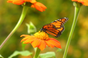 how to welcome pollinators