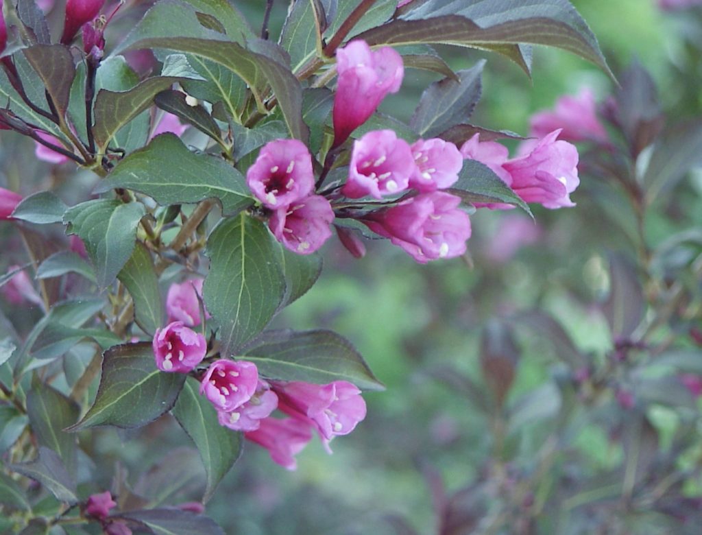 Weigela
