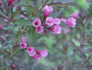 how to welcome pollinators