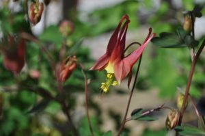 how to welcome pollinators