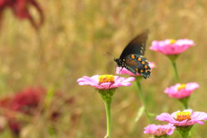 how to welcome pollinators
