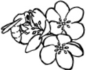 pollinator lesson