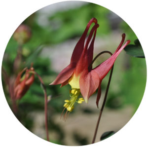 columbine flower good for pollinators