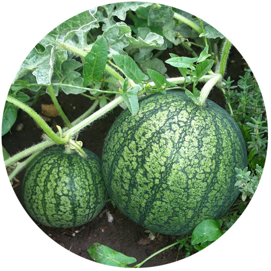 watermelon on the vine