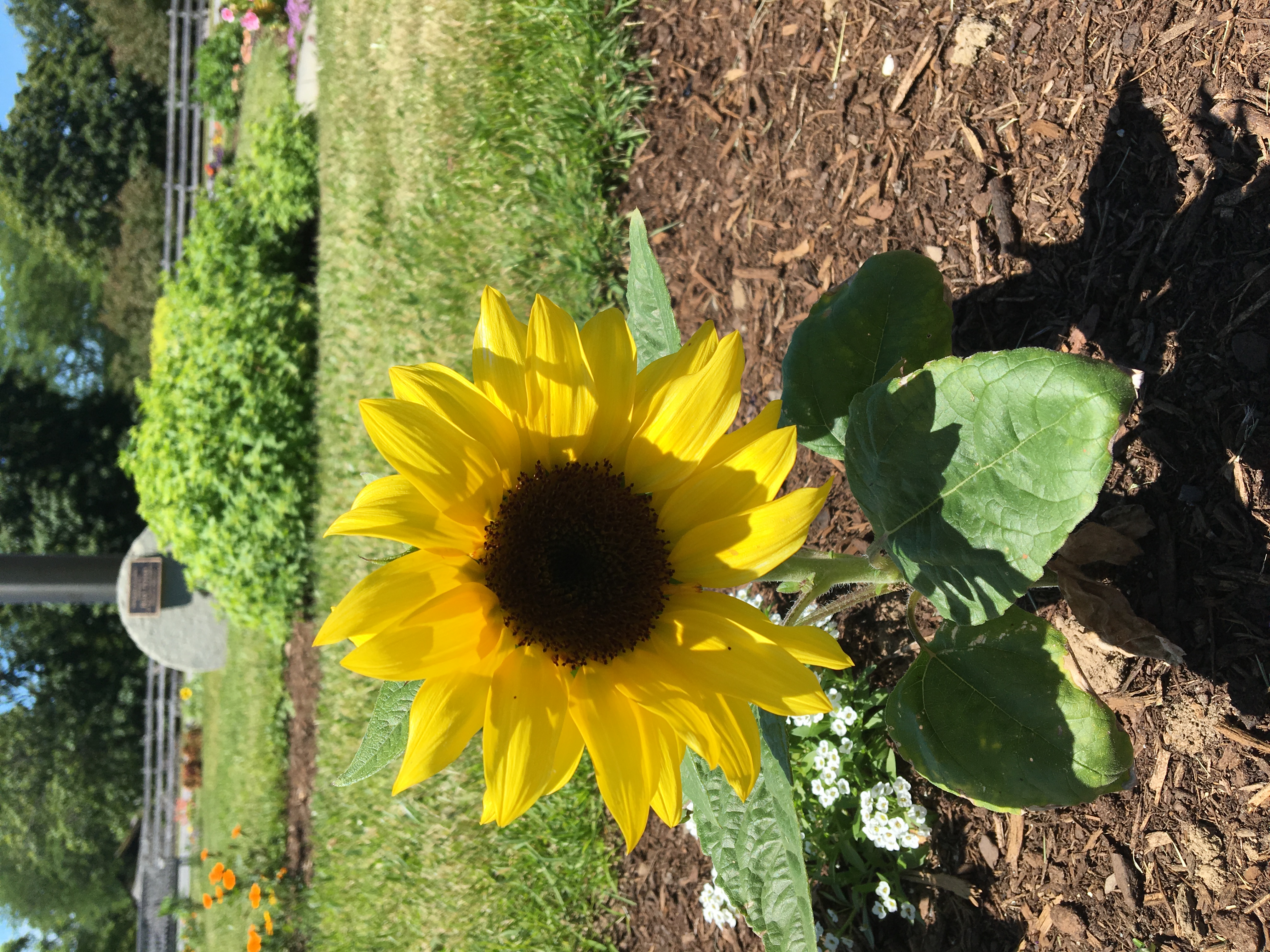 kidsgardening growing guides - sunflower growing guide