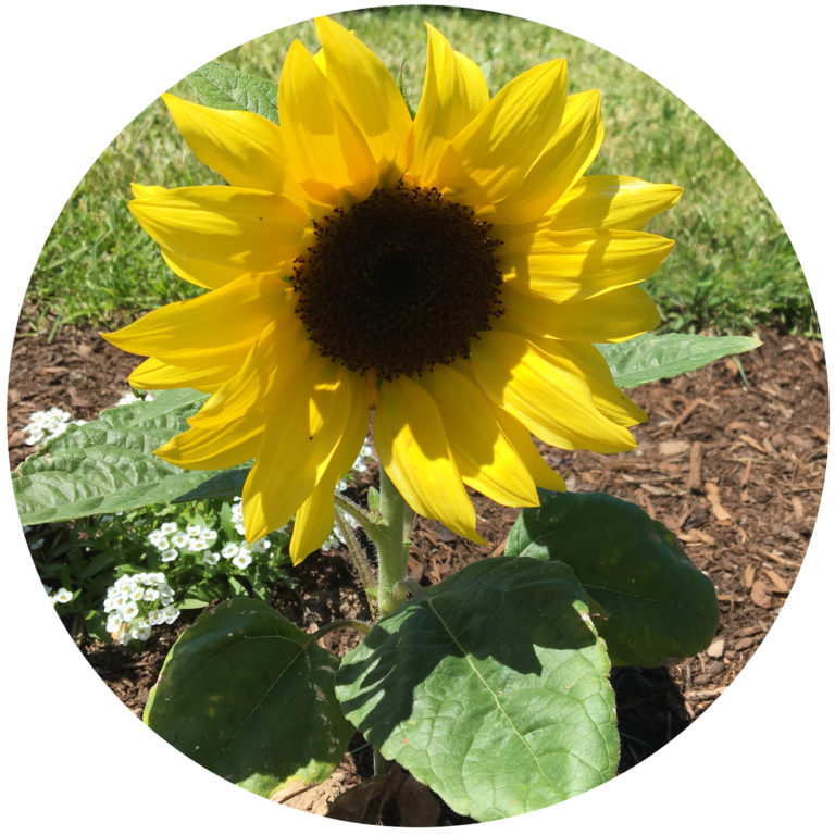 small sunflower growing in garden