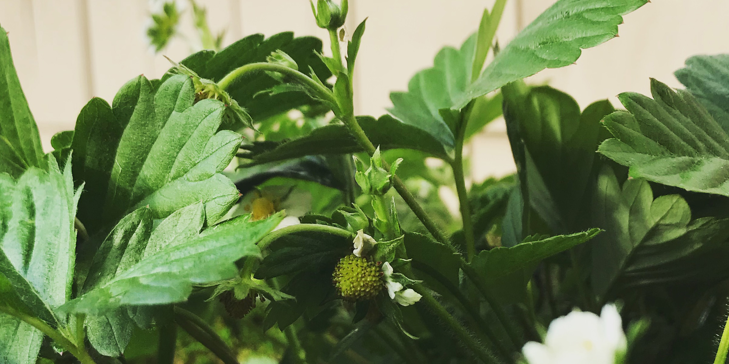 strawberries in baskets