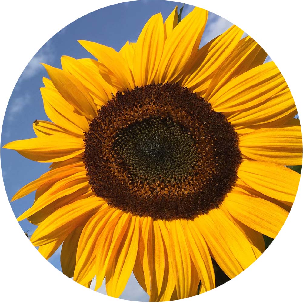 A sunflower with a brown center and yellow petals