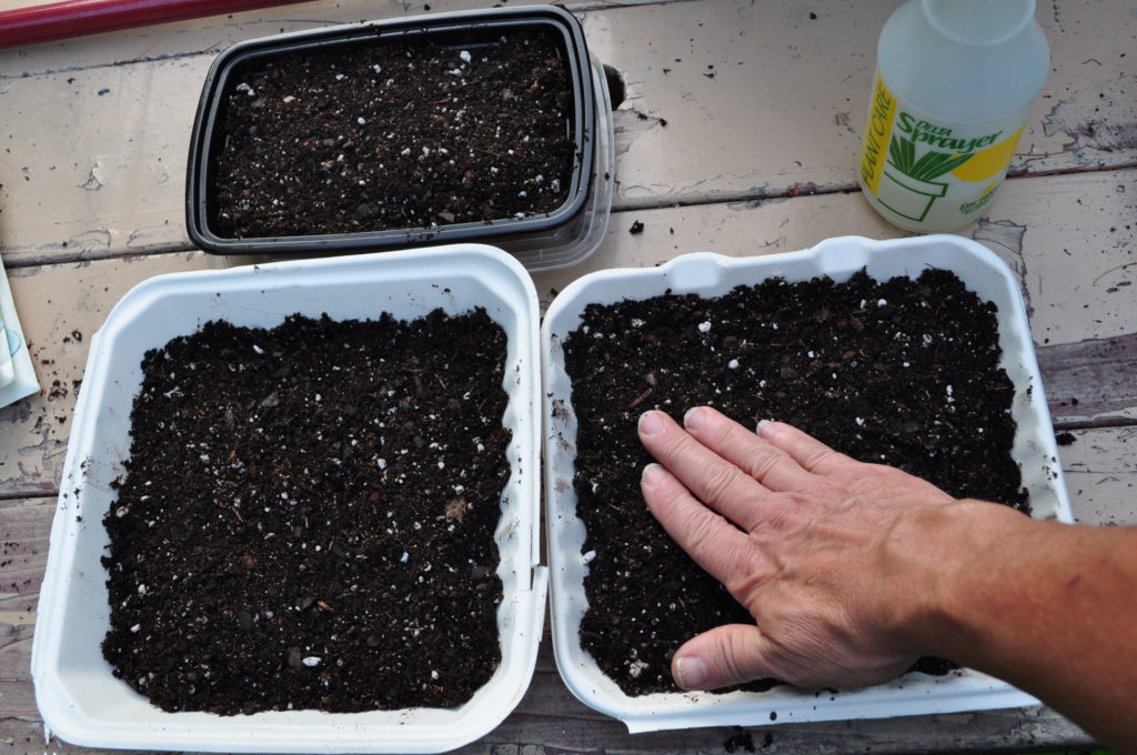 Microgreens - KidsGardening