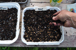 how to grow microgreens