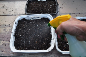 how to water microgreens
