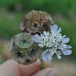 scabiosa seed saving