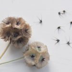 scabiosa seed saving 