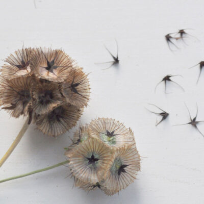 scabiosa seed saving 