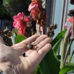 canna seed saving