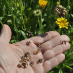 coreopsis seed saving