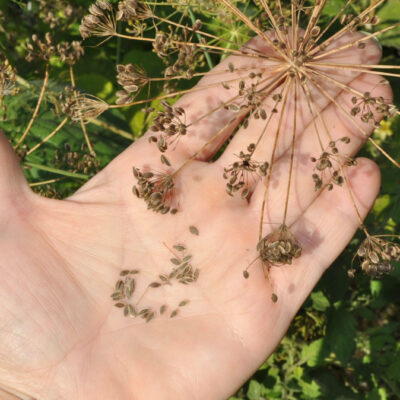 Dry dill seeds collected in an open hand next to the brown seed heads