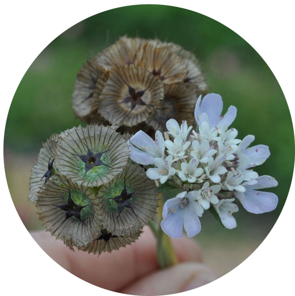 growing and saving heirloom seeds