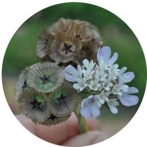 growing and saving heirloom seeds