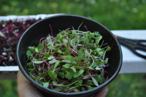 microgreens harvest
