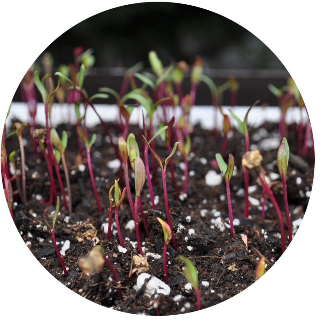 beet microgreens growing in soil
