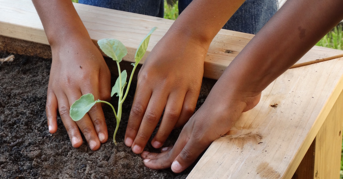 New Beginnings Planting seedlings at a school garden