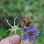 nigella stages seed saving