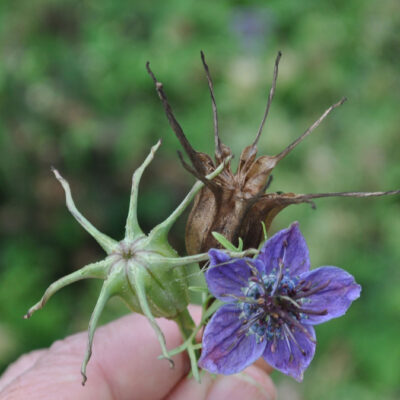 nigella stages seed saving