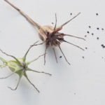 nigella seed saving seed pods