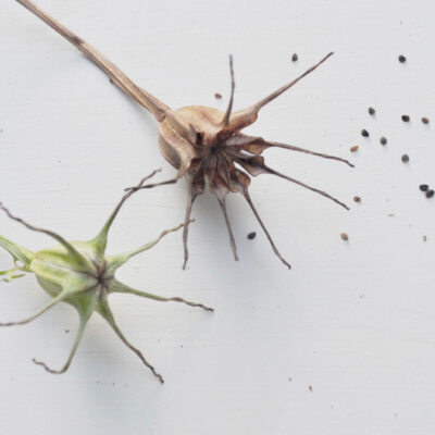 nigella seed saving seed pods
