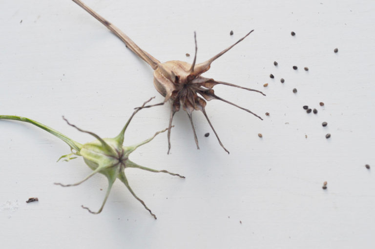 nigellaseedpods KidsGardening