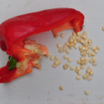 peppers seed saving