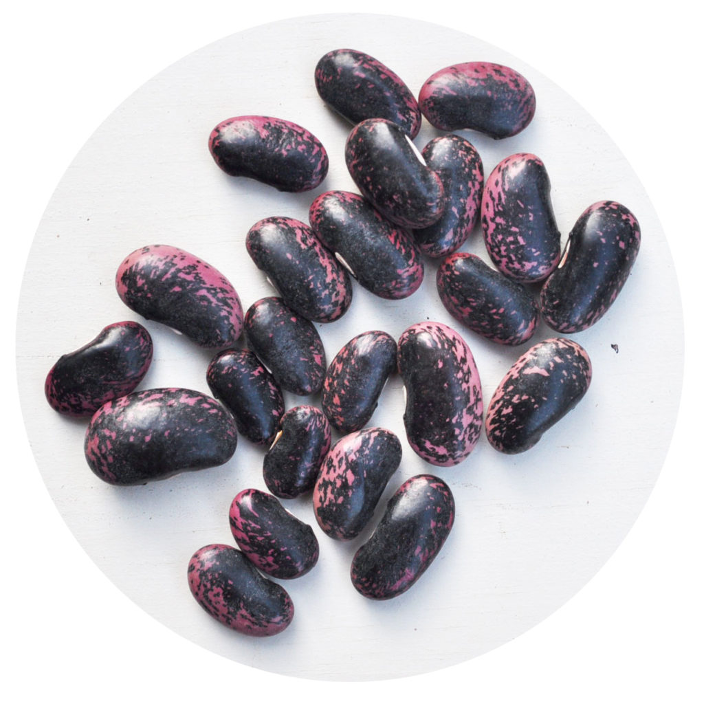 Scarlet Runner Beans Growing Guide