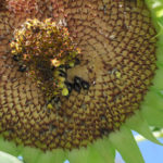 sunflower seed saving