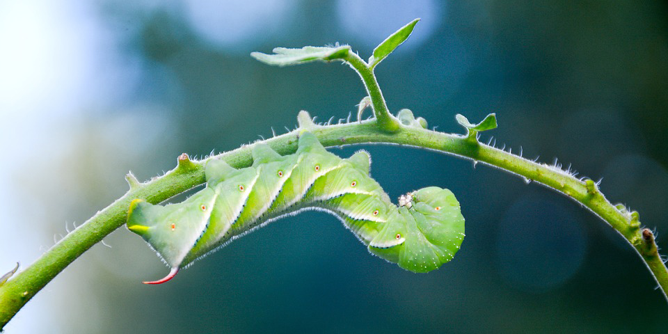 tomato-hornworm hornworm