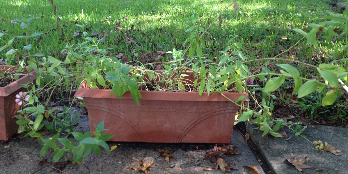 life lessons from the garden