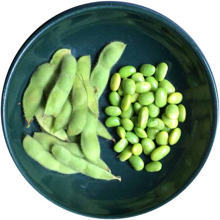 KidsGardening Growing Guides Edamame / Soybean Growing Guide
