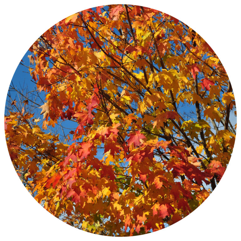 sugar maple